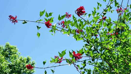 龙牙花牙花花朵花象牙红龙芽花