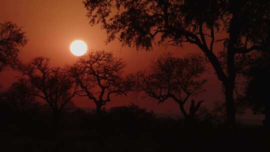 日出，南非，草原，树木