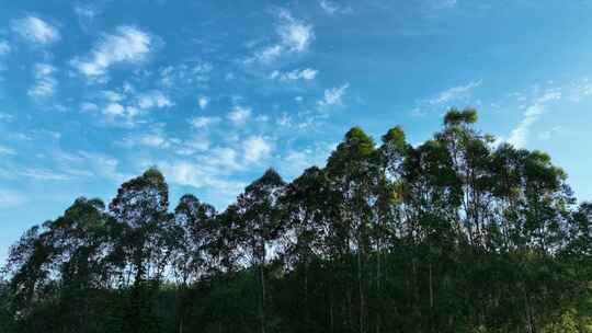 蓝天白云树林风吹森林天空快速林树木风吹树