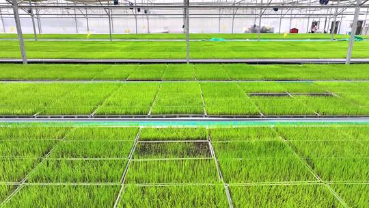 4k航拍农业温室  水稻智慧育苗大棚空镜