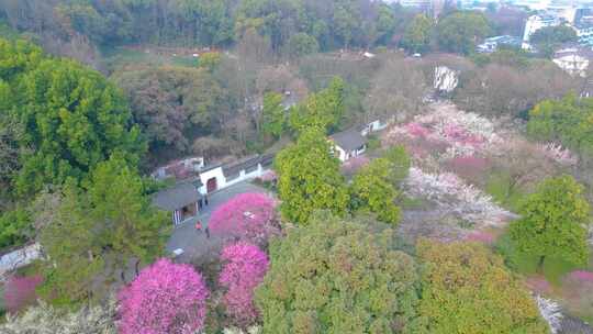 杭州植物园灵峰探梅公园梅花风景视频素材航视频素材模板下载