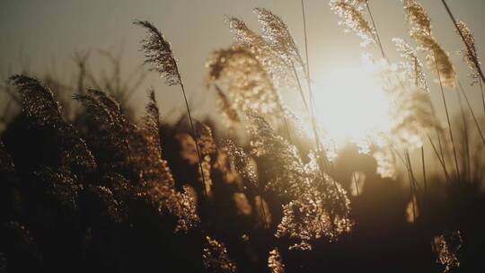 夕阳下的余晖芦苇大雁南飞