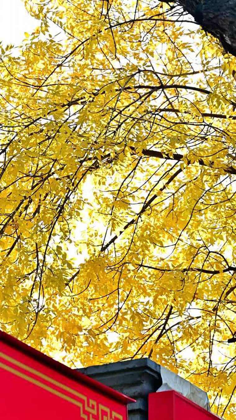 北京金色秋天街景