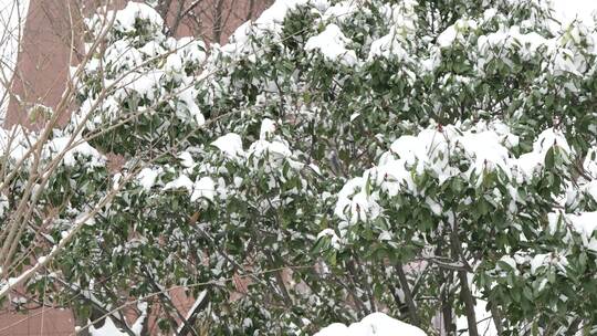 积雪雪景树树枝冬季
