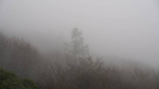 雾天树木树枝阴天树林雨天森林山间云雾缭绕