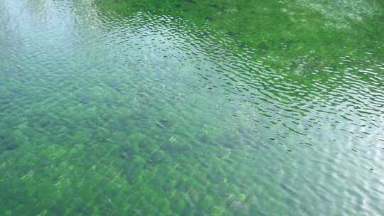 水面漂浮绿色植物特写