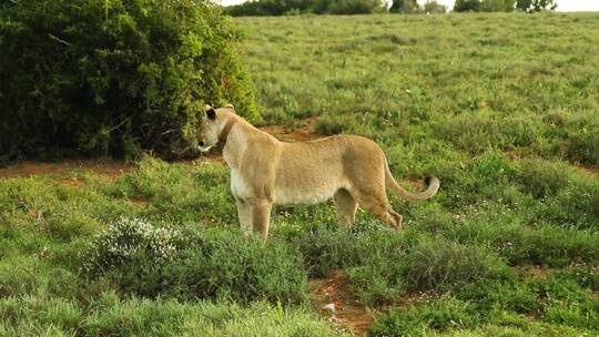 狮子 咆哮 自然公园 自然保护区