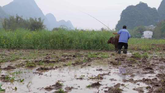 农民牵牛耕地的春耕景象