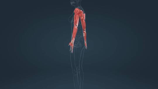 医学人体解剖器官通用三维动画素材