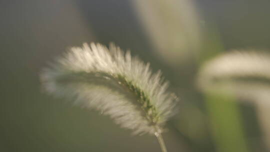 植物唯美逆光小清新素材