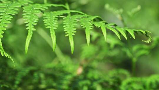 阳光照射下的森林绿色蕨类植物叶子特写