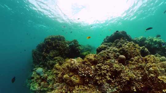 热带鱼和珊瑚礁的水下场景视频素材模板下载