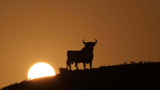 日落时的奥斯本公牛视频素材模板下载