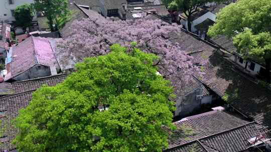 绍兴仓前直街苦楝花开