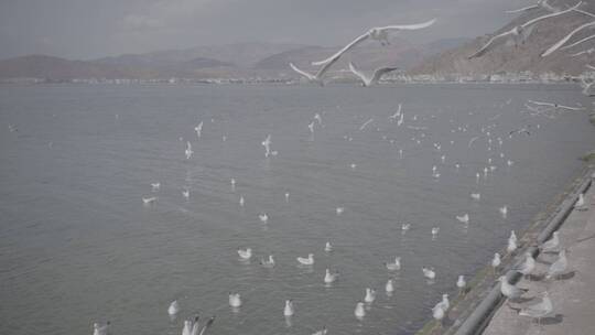 云南大理洱海丽江泸沽湖昆明滇池海鸥灰片