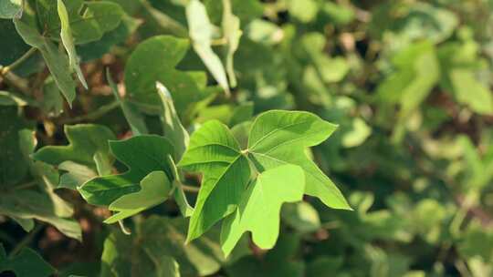 葛根种植葛根藤葛根叶子野生葛根