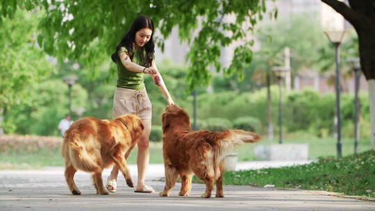 美女和两只金毛犬在夏天公园里玩耍