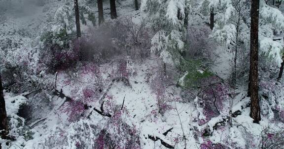 航拍雪压杜鹃（五月末杜鹃花开时普降瑞雪）