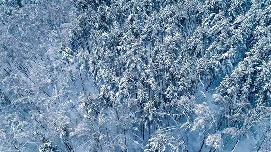 冬季森林雪景