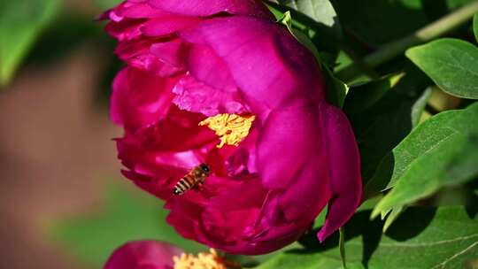 春天盛开的粉红色牡丹花与蜜蜂特写慢镜头视频素材模板下载