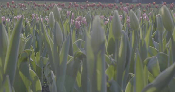 郁金香花海