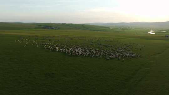 航拍呼伦贝尔草原牧场上的羊群