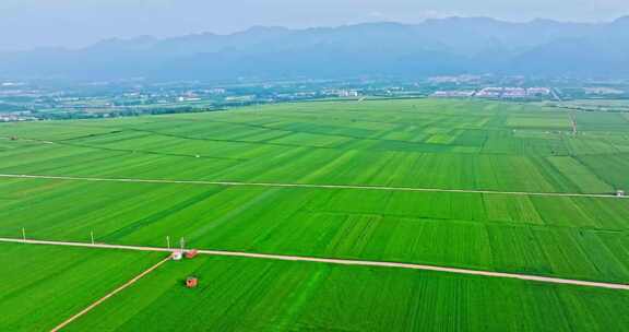 关中平原麦田