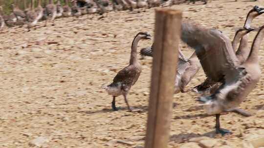 清远黑棕鹅养殖基地实拍素材