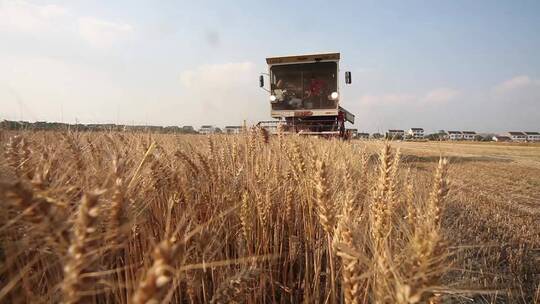 收割机收割小麦金色的麦田丰收的季节小麦