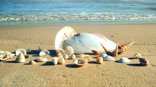 收集的贝壳陈列在海滩上