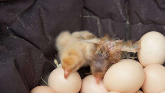 鸡苗破壳小鸡仔孵化出生鸡蛋