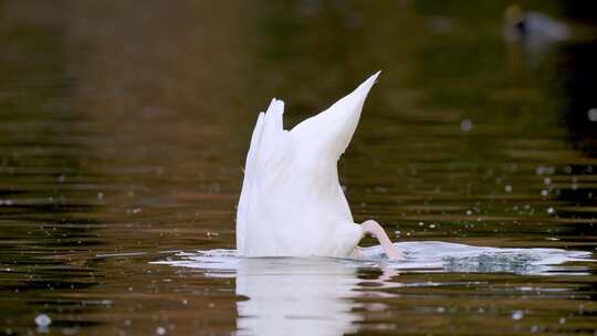 潜水黑颈天鹅在淡水泻湖寻找猎物的肖像镜头，特写