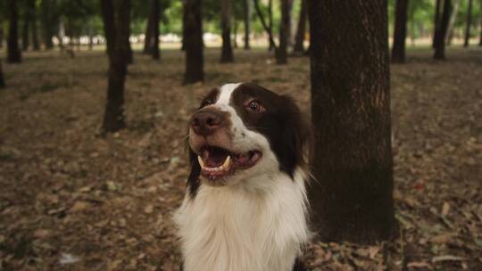 森林中的微笑狗