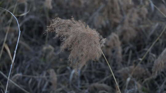 芦苇 禾本科 被子植物 芦苇毛 湿地边