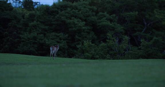 一只孤零零的小鹿走走夜幕下的林边草地