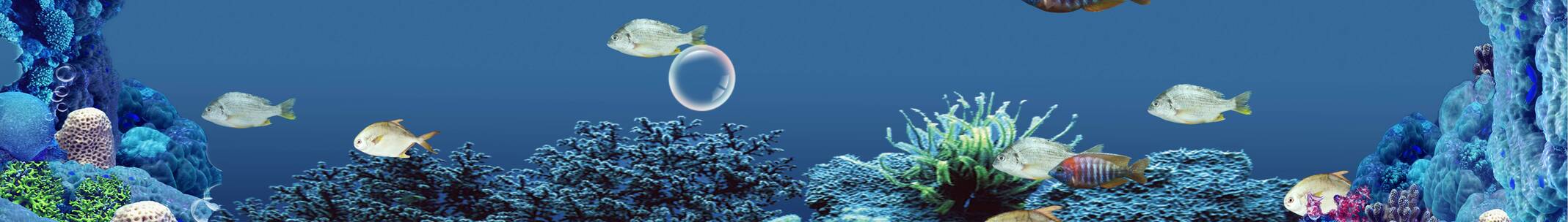 海底鲨鱼 鱼群冲屏 海底世界 水泡泡