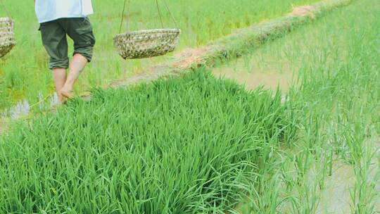 种水稻素材