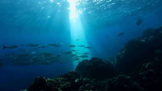 4k阳光透过海面大海里的鱼群海洋生物