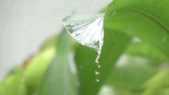 雨水打落在叶子上激起水花特写慢动作！