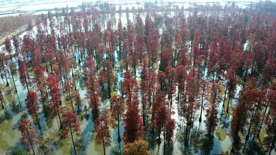 红杉林水上森林自然风光全景