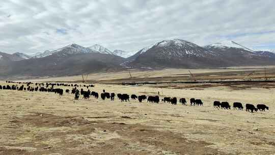 川西毛垭草原牦牛群