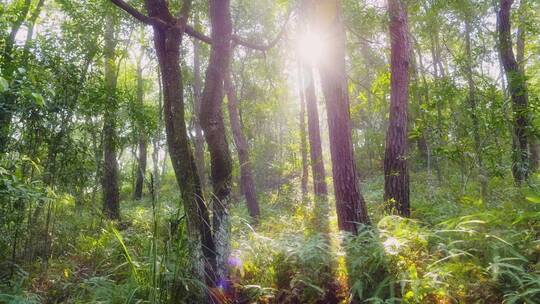 唯美天然氧吧森林光影森林晨雾树林阳光树林