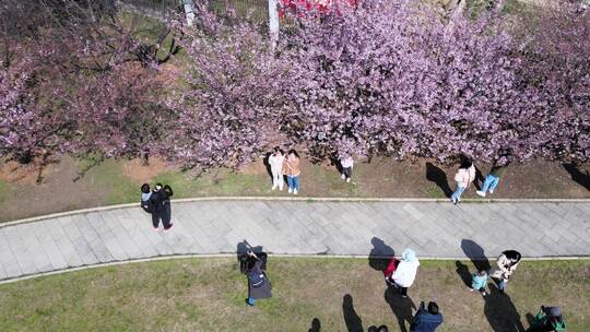 武汉大学校园航拍