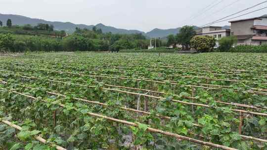 黄瓜大棚蔬菜蔬菜基地大棚蔬菜有机绿色食品