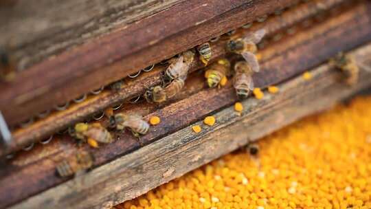 蜂巢旁忙碌的蜜蜂特写