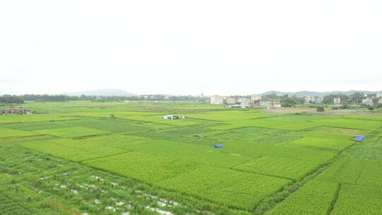 成片的绿色稻田