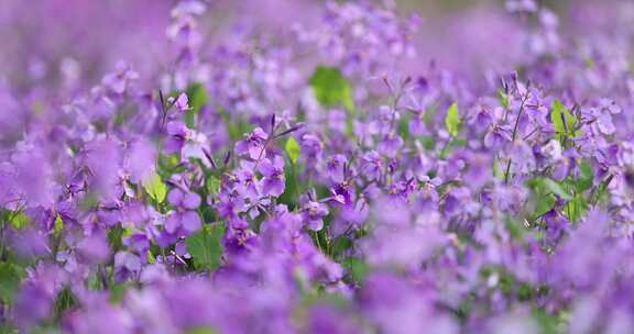 春天里的紫色二月兰诸葛菜