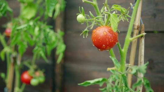 在阳光下生长的湿番茄