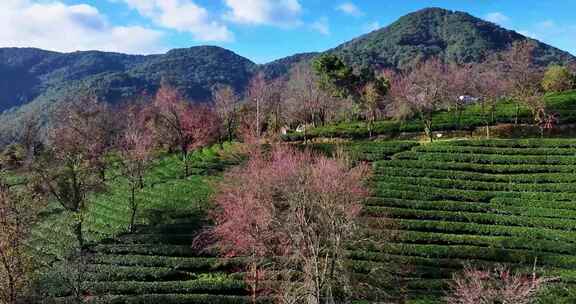 航拍云南无量山樱花谷景区自然风光