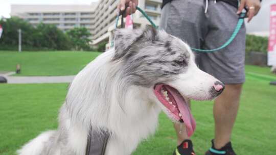 灰毛边境牧羊犬